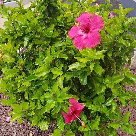 Ocean View Close To With Pool & Wifi * 칼라오살바헤