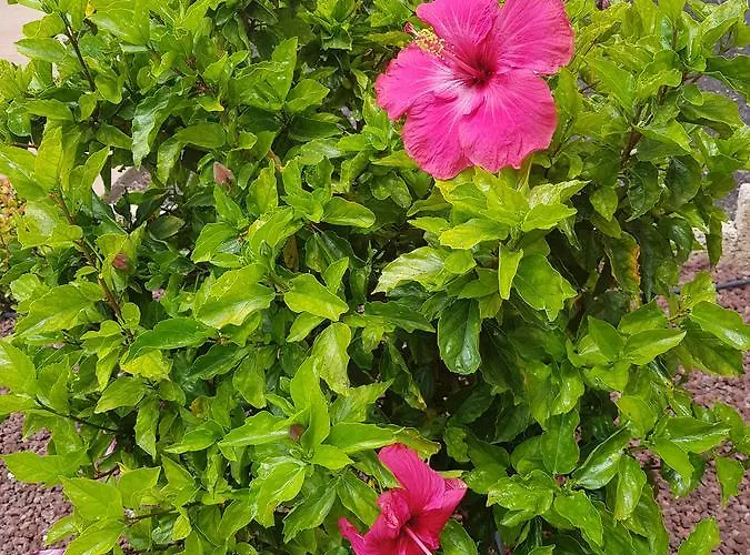 Ocean View Close To With Pool & Wifi * Callao Salvaje